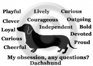 Dachshund Dog Smooth Doxie Obsession, Any Question T-shirt Choices - Picture 1 of 12