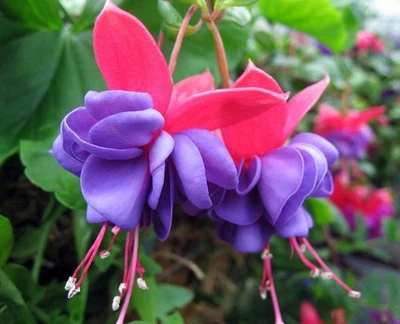 Set 2 Blue Eyes Fuchsia Live Starter Plants - 2-5" Tall - Fuchsia Hybrida - Image 1 of 4