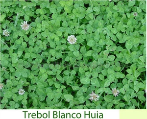 Trebol Blanco Enano (5 g / 10.000 semillas) Abono Verde Trébol Trifolium repens - Imagen 1 de 2