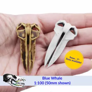 Blauwal - Schädel Replik Miniatur Tierschädel von The Scale Grail - Bild 1 von 8