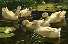 Art Giclee Printed Oil Painting Print Ducks in lotus pd Canvas