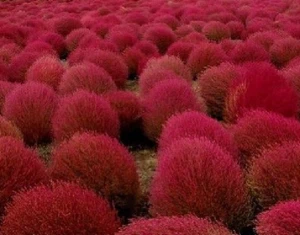 KOCHIA falso ciprés , bassia scoparia 400 semillas - seeds  - Picture 1 of 1