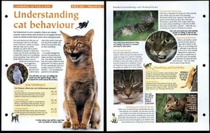 Cat Behaviour #12 Looking After Animals, Animals, Animals Fact File Page - Picture 1 of 1