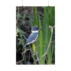 Kingfisher Beautiful Matte Vertical Posters - Picture 1 of 8