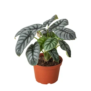Alocasia Silver Dragon - Picture 1 of 12