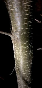 10 Live Black Cherry Tree Cuttings 10” + Edible New Young Ends Prunus Serotina - Picture 1 of 7