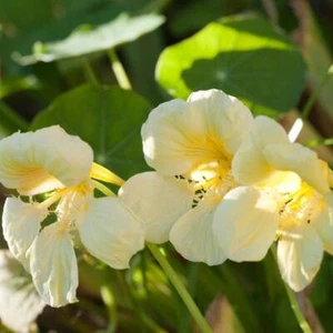 Nasturtium- Yeti Cream, 10 seeds | TSC: Heirloom & OP seeds, non-GMO, Untreated) - Picture 1 of 3