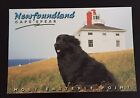 Newfoundland Cape Spear Newfoundland Vintage Postcard