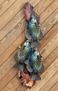 Crappie Stringer Mount Layered Flat 2D Metal of 14 Inch Crappie Stringer Mount - Picture 1 of 3