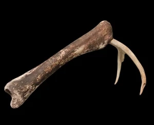Old Primitive African Tribal Digging Tool - Collecting Roots & Tubers - Picture 1 of 10