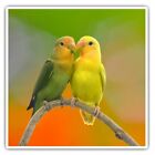 2 X Square Stickers 7.5 Cm - Pair Of Lovebirds Love Bird Parrot Cool Gift #21998