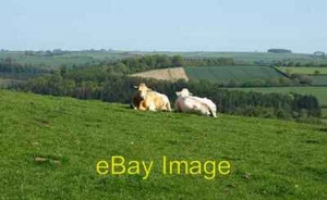 Photo 6x4 Cattle at Tutwell Pempwell A difference of opinion as to which c2008 - Bild 1 von 1
