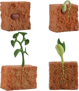 4Pcs Life Cycle Green Plants Educational Toy PVC Growth Cycle Fake Plant Toy for - Picture 1 of 13