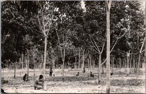 Foto postal real vintage de los años 30 MALASIA escena de plantación de árboles de goma/sin usar - Imagen 1 de 2