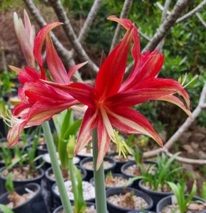 Hippeastrum 'Quito' 12 Month Old bulb. FIRST TIME OFFERED - Picture 1 of 3