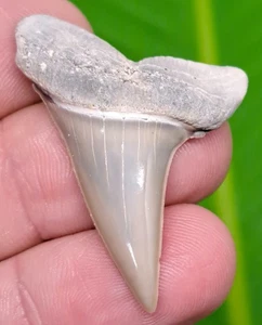 MAKO SHARK TOOTH -   LEE CREEK - AURORA  - Picture 1 of 3