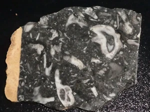 Fossil stone slab-4 7/8" x 3 7/8"-  rough- cabbing-display - Picture 1 of 3