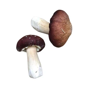 Tappo Vino Rosso Coltura Liquida Strofaria rugosoannulata Coltiva Funghi A Casa Wit - Foto 1 di 1