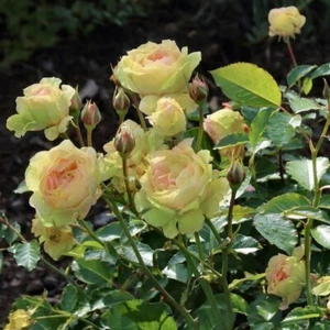 Bareroot Mint Julip Hybrid Tea Rose (2-Piece) - Picture 1 of 4