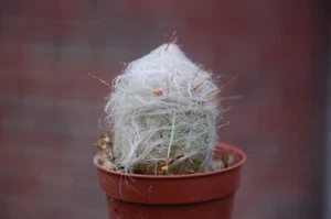Oreocereus trollii - Bild 1 von 5
