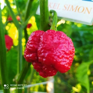 7 POD Brain STR. Red,10 semillas,Capsicum chinense (124) - Picture 1 of 2