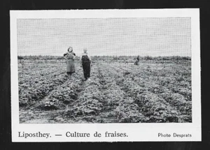 1970  --  LIPOSTHEY . 40  . CULTURE DE FRAISES . 3U687 - Bild 1 von 1