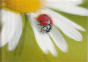 POSTCARD: 3D TYPE   "LADYBUG ON AN OX-EYE DAISY FLOWER"   BY AUTHENTIC CARDS  - Bild 1 von 2