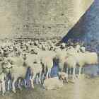 1903 Original Sepia Photograph Flock Of Sheep At Hacienda Tetillas Zacatecas Ac7