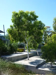 Snow Queen (Eucalyptus victrix) 200 Fresh Seeds - Picture 1 of 4