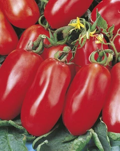SAN MARZANO NANO TOMATE - ANZAHL DER SAMEN PRO GRAMM 350 - Bild 1 von 3