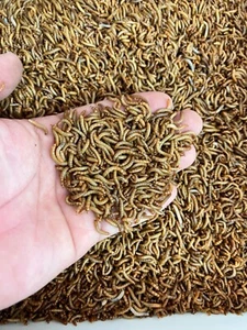 Live Mealworms - 50 - 3,000 - Reptile Food Feeders Free Shipping - Picture 1 of 3