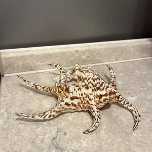 Conchiglia Lambis Harpago Arthritica 21 Cm Bellissima! - Foto 1 di 3