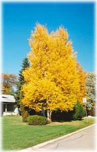 Papierbirke, Betula papyrifera, Baumsamen (schnell, winterhart, Herbstfarbe) - Bild 1 von 10