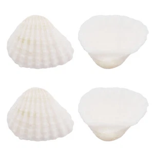 10PCS 20-40mm White Scallop Shell Conch Fish Tank Decor Ornament Embellishment - Picture 1 of 6