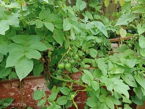 TPS potato seeds grows spuds (30 UK seeds only) hybrid instructions below main - Picture 1 of 13