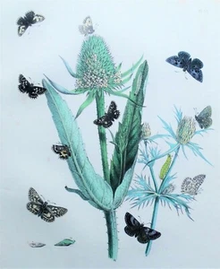 BUTTERFLIES, GRIZZLED SKIPPER Butterfly etc, original antique print 1841 - Picture 1 of 2