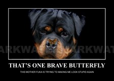 "That's One Brave Butterfly". The Amazing World of Animals. Cute Dog Poster. 
