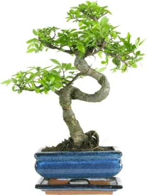 Bonsai Baum mit Keramik Blumentopf - Chinese elm - ca. 7 Jahre (15 cm Schale) - Bild 1 von 4