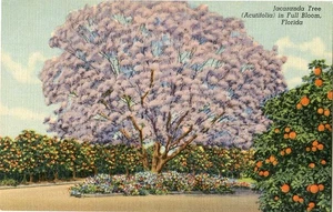 JACARANDA TREE Florida Postcard 22130 - Picture 1 of 2