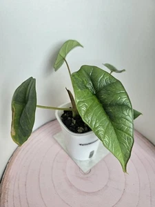 heavenly HOYA Alocasia platinum aurea/GoG? variegata in Pon - Bild 1 von 6