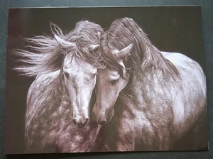 Blank Card Horses - Picture 1 of 3