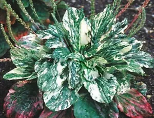 20 Variegated Plantain Seeds/broadleaf plantain/Plantago major Variegata-P053 - Picture 1 of 3