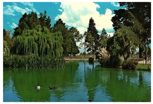 Parks Lakes Ducks California Springtime Continental Postcard - Picture 1 of 2