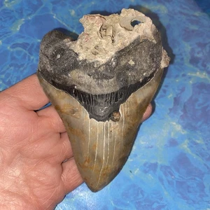 MEGALODON HAIZAHN 4,65" RIESIGE ZÄHNE MEG TAUCHER DIREKTES FOSSIL NC 5350 - Bild 1 von 12