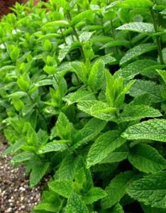 MENTA PIPERITA Mentha × piperita 9000 SEMI GRAMMO - Imagen 1 de 4