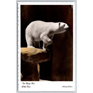 Photo Vintage San Diego Zoo Polar Bear RPPC Deckled Edge 0413 - Picture 1 of 2