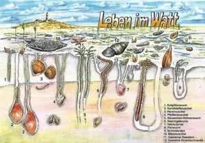 Postcard North Sea "Life in the Water" Mollusks, Echinodermata, Arthropods MINT - Imagen 1 de 1