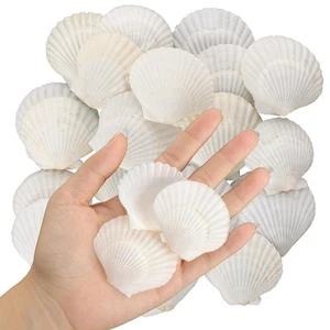 40 Stück Natürliche Jakobsmuscheln, 3,6-6,1 Cm, , Kleine Muscheln zum B8263 - Bild 1 von 6