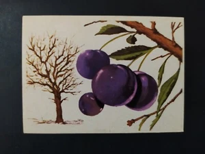 FIGURINA MONDORAMA ED. MODERNA 1969 n. 250 OTTIMA NUOVA MAI ATTACCATA  - Bild 1 von 2