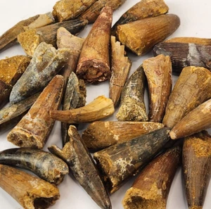 Diente fósil de cocodrilo 1,50-1,75" - Camas Kem Kem - Marruecos - 1 por venta - Imagen 1 de 24